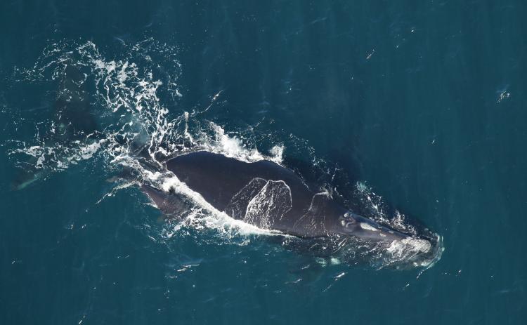 North Atlantic right whale No. 3780 swimming with her calf on Dec. 30, 2023, in waters 25 nautical miles off the mouth of the St. Marys River.