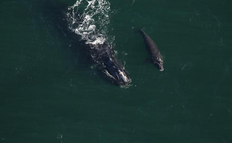 North Atlantic right whale #2503 (Boomerang) and her fifth calf swimming about 9 miles east of the St. Marys River entrance in Florida. Boomerang is the newest calf to be discovered by researchers.