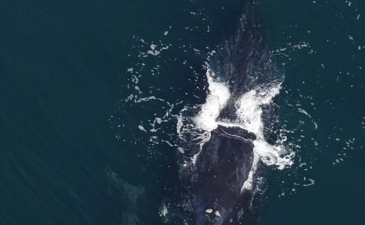 Magic and her 2026 calf are spotted by the aerial research team off the coast of Amelia Island on Jan. 16.