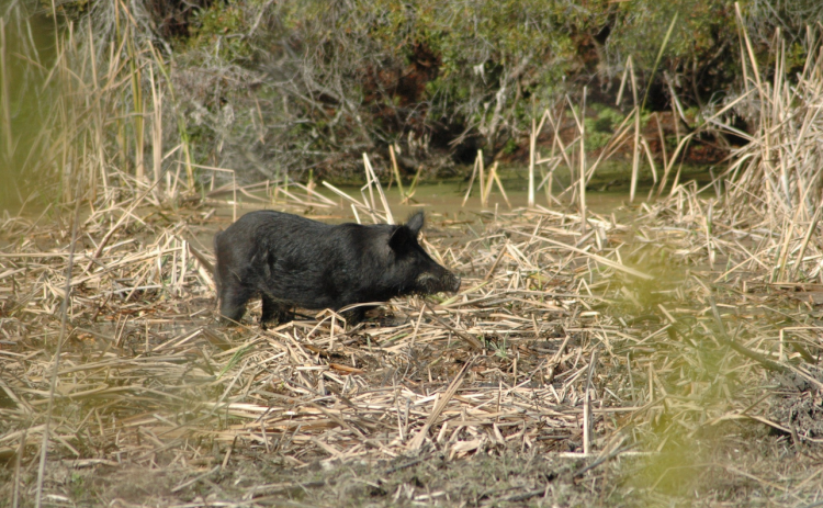 The National Park Service permits six hunts per year at Cumberland Island National Seashore, which helps manage the deer and feral hog population.