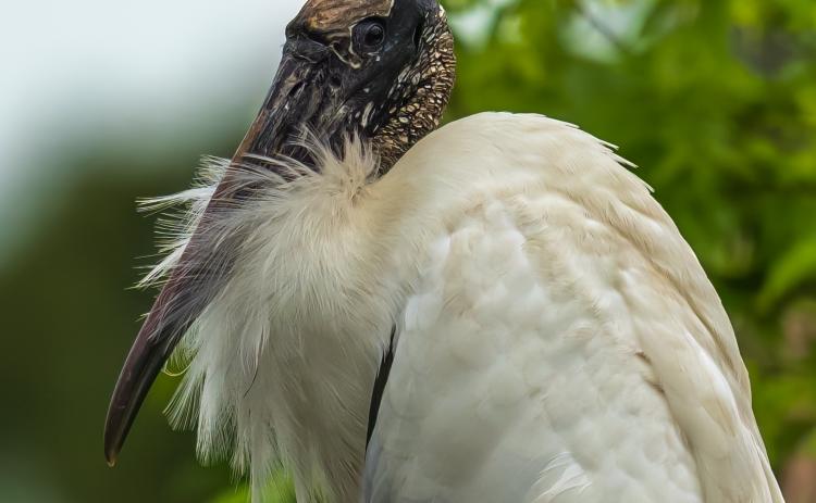 The mascot of the Camden County Audubon Society’s annual festival, the wood stork, is a common sight in coastal Georgia and hundreds of them nest right here in Camden.