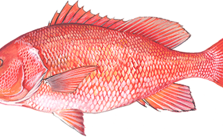 Red snapper