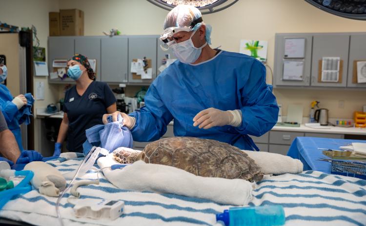 Coastal Vision Center’s Dr. Russell Stackhouse removes tumors from rescue sea turtle Paloma’s eyes Tuesday during a surgery. (Jekyll Island Authority photo)