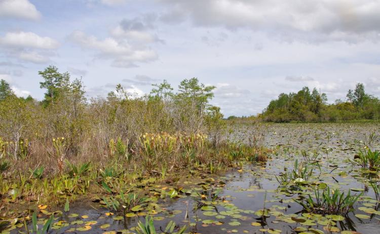 The Okefenokee Swamp earned World Heritage site status, which should bring more international attention on the refuge.
