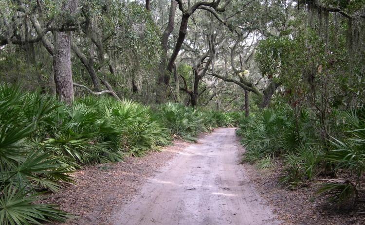 Cumberland Island