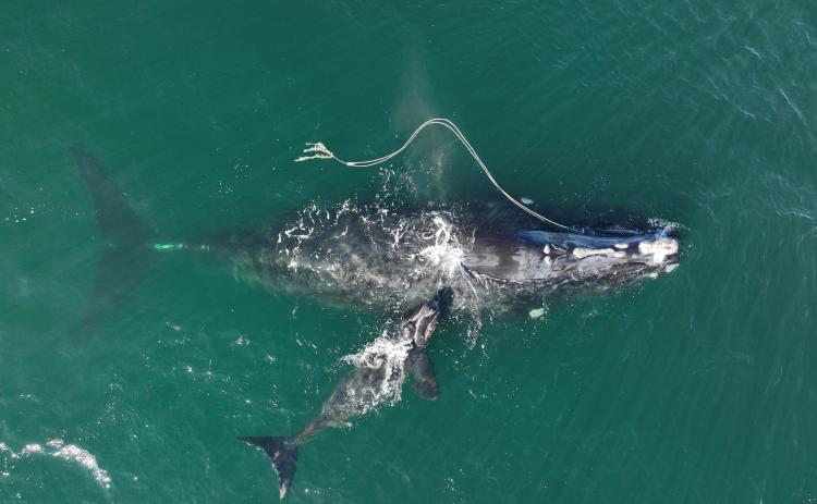 North Atlantic Right Whale No. 3560, Snow Cone, swims with her calf while entangled in heavy fishing gear off Cumberland Island, Ga., on Dec. 2.