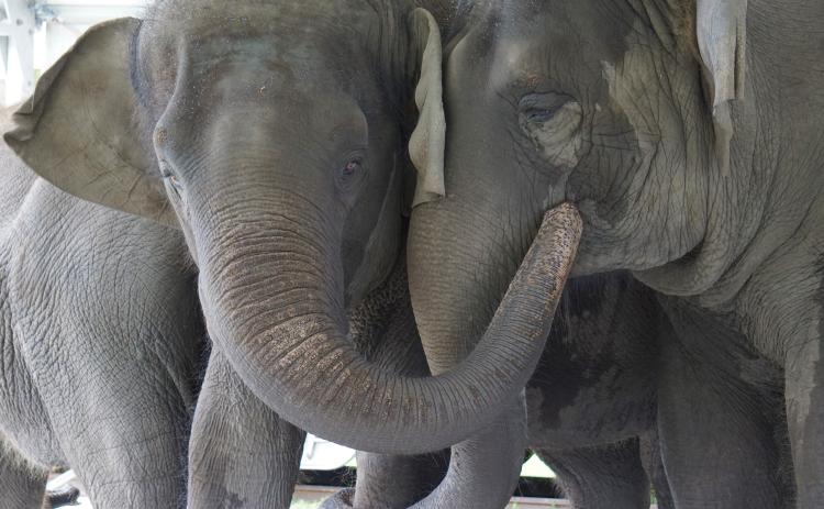 These Asian elephants, named Kelly Ann and Mable, are currently located at the Center for Elephant Conservation in Polk City, Fla. They will be relocated to the new refuge at White Oak Conservation in Yulee. Stephanie Rutan/White Oak Conservation