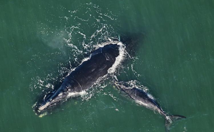 A North Atlantic right whale mother named Calvin and her calf were spotted Feb. 13 swimming in the ocean near Seaside Park in Fernandina Beach. Calvin is 28 years old and this is her fourth calf. FLORIDA FISH AND WILDLIFE CONSERVATION COMMISSION