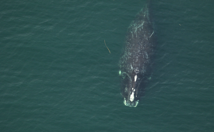 North Atlantic right whale No. 1301, known as Half Note, swims 12 nautical miles off Fernan-dina Beach on Dec. 18, 2021. Researchers saw her with a calf a month later off Sea Island, Ga.