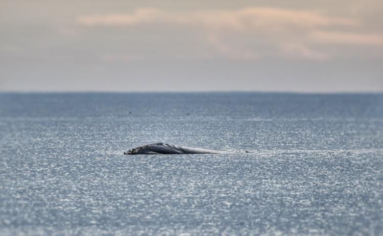 A new report indicates North Atlantic right whales could one day be extinct due to climate change. Right whales migrate south to the waters of Amelia Island, and surrounding areas, during the winter months and can sometimes be spotted in the waves just offshore.