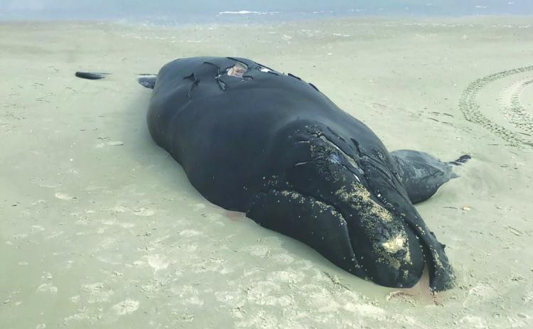 The corpse of a North Atlantic right whale lies beached on Anastasia Island in February 2021.