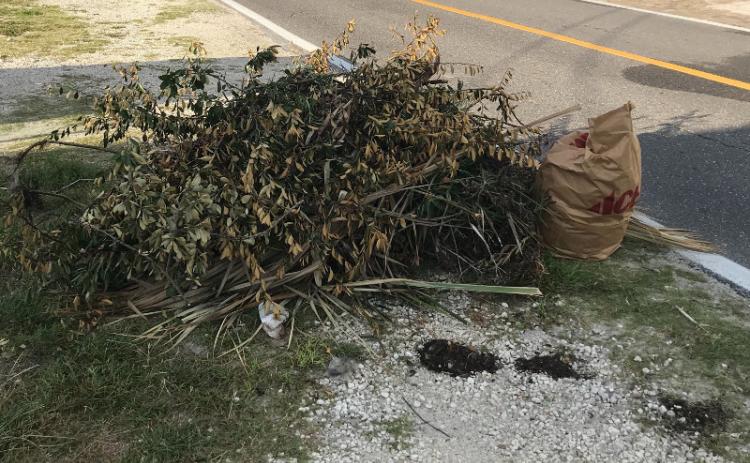 Advanced Disposal representatives told the Fernandina Beach City Commission that collection of yard waste is the “most frustrating” part of their job. The organic debris was previously mulched by the city, but the city has stopped that operation, forcing Advanced to make multiple trips on and off the island. This yard waste on North Fletcher Avenue was still waiting for removal after two weeks of being placed curbside. JULIA ROBERTS/NEWS-LEADER