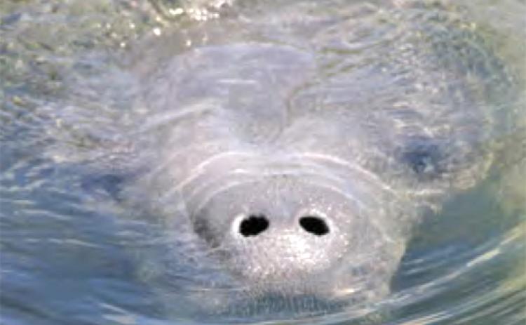 According to the Florida Fish and Wildlife Conservation Commission, 841 manatees have died as of July 2.