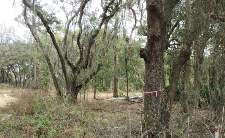 Fernandina Beach City Manager Dale Martin has told Amelia Bluff developers they can proceed with construction after paying a fine of $38,750. JULIA ROBERTS/NEWS-LEADER