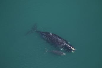 Clearwater Marine Aquarium Research Institute researchers spotted the Medusa, a 42-year-old right whale, with her calf Dec. 7 off St. Catherines Sound.