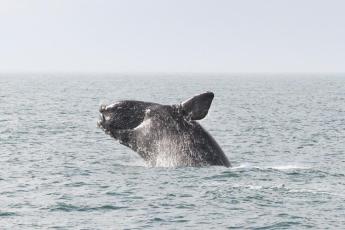As technology advances and right whale populations decline, scientists like Catherine Edwards are focusing more and more on how to use technology to help the right whales survive.