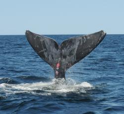 North Atlantic right whale (#4510) shows evidence of sublethal entanglement injuries along its tail fluke. (Submitted photo courtesy of NOAA)