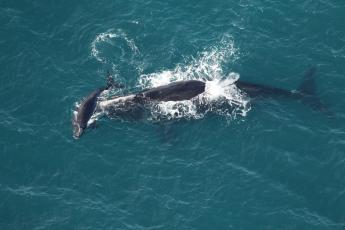 North Atlantic right whale Braces swims with her calf off Nassau Sound on Dec. 23. 