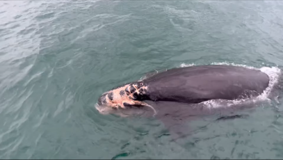 A calf of the right whale Juno suffered what appears to be a propeller strike to the head.  Forever Hooked Charters of South Carolina/NOAA Fisheries