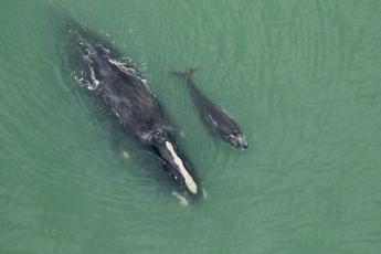 The right whale Halo and her calf, seen Dec. 28 around seven nautical miles off Cumberland Island. Image via Clearwater Marine Aquarium Research Institute