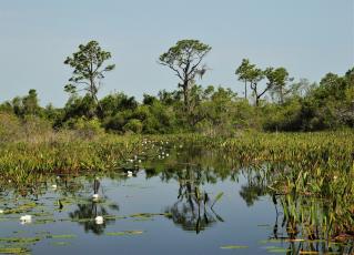 The Georgia House passed a bill that creates a three-year moratorium on accepting new applications for surface mining at Okefenokee National Wildlife Refuge.
