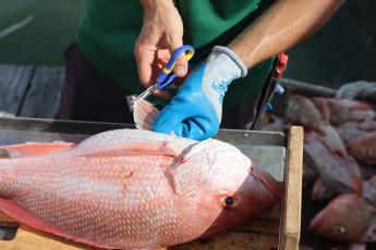 A person clips off a small piece of red snapper fin for genetic analysis.