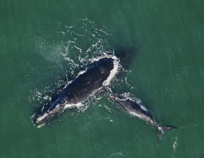 A North Atlantic right whale mother named Calvin and her calf were spotted Feb. 13 swimming in the ocean near Seaside Park in Fernandina Beach. Calvin is 28 years old and this is her fourth calf. FLORIDA FISH AND WILDLIFE CONSERVATION COMMISSION