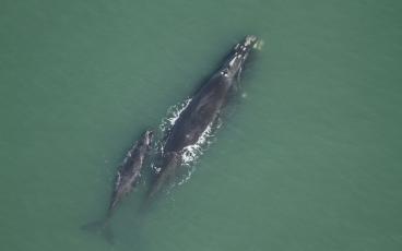 Female right whales give birth to and raise their calves off the coast of southeast Georgia and Northeast Florida in the winter. FLORIDA FISH AND WILDLIFE CONSERVATION COMMISSION