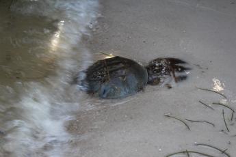 Two horseshoe crabs mate on the edge of the water in 2017. 