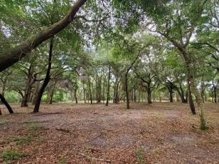 The city of Fernandina Beach, with North Florida Land Trust’s help, recently purchased 5.25 acres of land near Egans Creek for preservation.