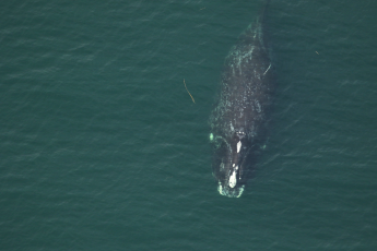 North Atlantic right whale No. 1301, known as Half Note, swims 12 nautical miles off Fernan-dina Beach on Dec. 18, 2021. Researchers saw her with a calf a month later off Sea Island, Ga. 