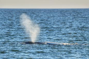 Right whales have arrived off of Amelia Island. More than 30 right whales have been spotted this fall and winter.