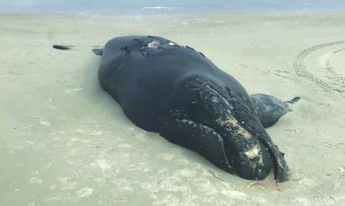 The corpse of a North Atlantic right whale lies beached on Anastasia Island in February 2021.