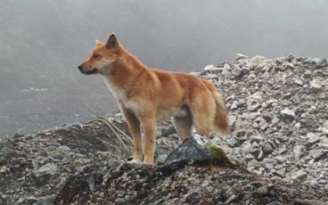New Guinea singing dogs, which have a unique high-pitched howl, were thought to be extinct in the wild. Today, a captive population of about 200 individuals exists. SUBMITTED