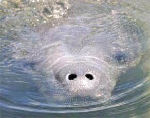 According to the Florida Fish and Wildlife Conservation Commission, 841 manatees have died as of July 2.