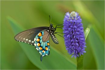 The 2020 Wild Amelia Nature Photo Contest winner was George A. Housley Jr.’s Pipevine Swallowtail.