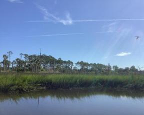 The North Florida Land Trust has joined the Southeast Regional Partnership for Planning and Sustainability to develop a plan to conserve and restore salt marsh along the South Atlantic Coast.