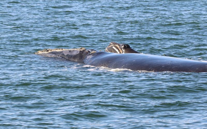 North Atlantic right whale No. 2791 and her 2-week-old calf swim south about six miles east of Amelia Island on Jan. 7, 2019. The calf was born between Dec. 23 and 28, 2018, likely off the coast of Georgia or northeastern Florida. Courtesy of the Georgia Department of Natural Resources under NOAA Research Permit 20556-01.