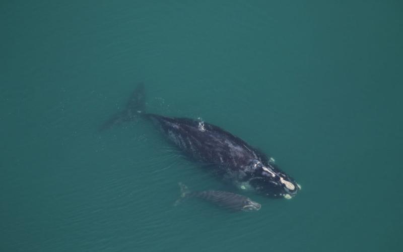 Clearwater Marine Aquarium Research Institute researchers spotted the Medusa, a 42-year-old right whale, with her calf Dec. 7 off St. Catherines Sound.
