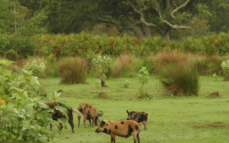 There are thousands of wild, feral hogs on Cumberland Island. The National Park Service will use $760,000 in federal funding to reduce the population.