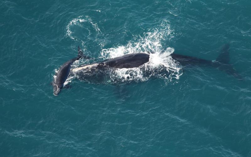 North Atlantic right whale Braces swims with her calf off Nassau Sound on Dec. 23. 