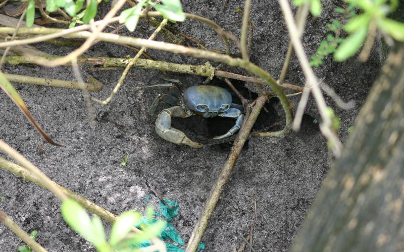 A blue land crab sits at the entrance of a burrow. (Mason Smith | Florida Fish and Wildlife Conservation Commission)