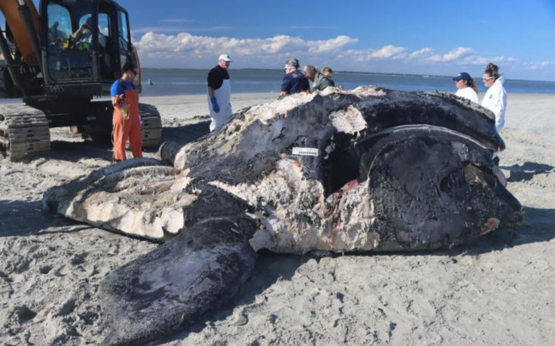 The carcass of the calf of Pilgrim, right whale No. 4340, undergoing a necropsy on Tybee Island. Biologists discovered evidence of blunt-force trauma and skull fractures indicative of a vessel strike.