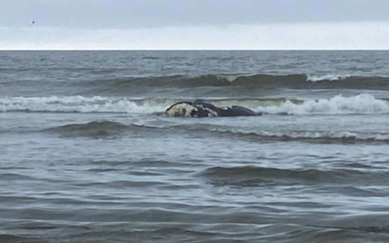 The carcass of the calf of North Atlantic right whale No. 1612, Juno, lies in the surf along the beach of Cumberland Island.