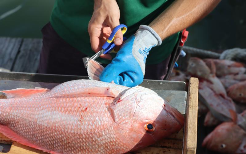 A person clips off a small piece of red snapper fin for genetic analysis.
