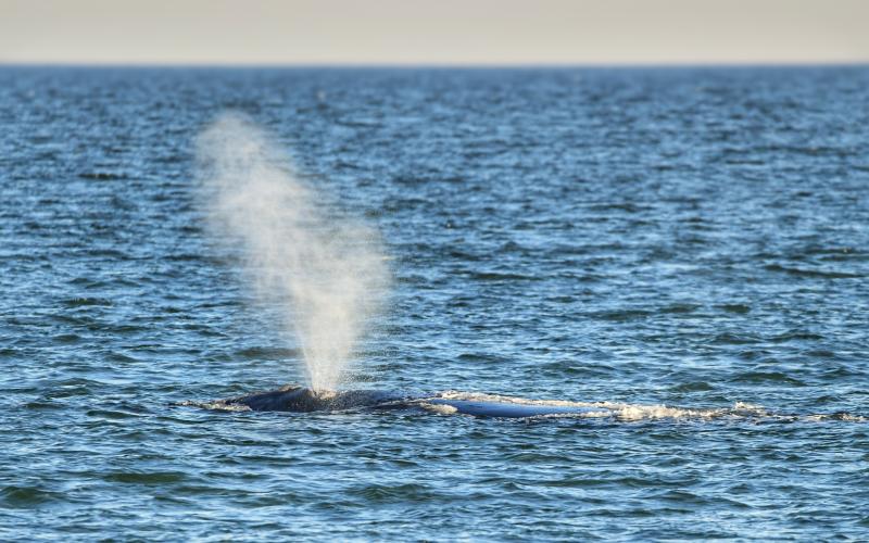 Right whales have arrived off of Amelia Island. More than 30 right whales have been spotted this fall and winter.